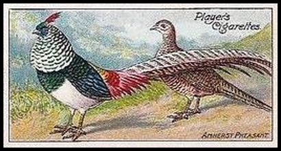 13 Amherst Pheasant